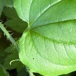 Smilax tamnoides Leaf