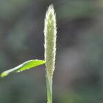 Phalaris minor Fiore