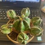 Euphorbia handiensis Frunză
