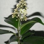 Miconia cooperi Drugo