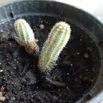 Chamaecereus silvestrii Blatt