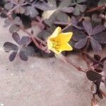 Oxalis corniculata Квітка