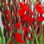 Gladiolus communis ശീലം