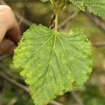 Dombeya acutangula Лист