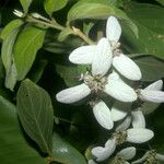 Congea tomentosa Flower