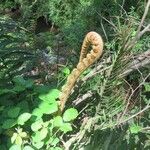 Blechnum cordatum Altres