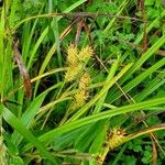 Carex lupulina Цветок