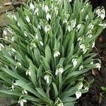 Galanthus elwesii Habit