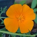 Eschscholzia californica പുഷ്പം