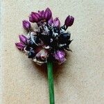 Allium scorodoprasum Квітка