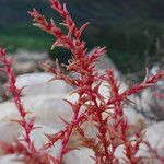 Salsola soda Hoja