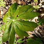 Podophyllum peltatum Fulla