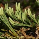 Lycopodium × oellgaardii Other