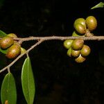 Xylopia sericea Fruchs