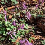 Corydalis solida Habitatea