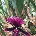 Paphiopedilum charlesworthii Virág