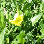 Oenothera triloba Hábito