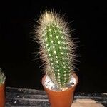 Pilosocereus chrysostele Hoja
