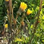 Reichardia picroidesFlower