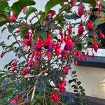 Fuchsia magellanica Flor