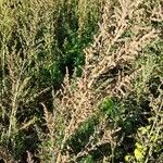 Atriplex littoralis Leaf