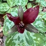 Trillium cuneatum Fleur