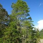 Nothofagus betuloides Leaf