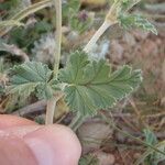 Erodium guttatum Blatt