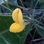 Lotus parviflorus 花