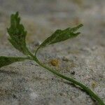 Asplenium seelosii Ліст