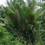 Sclerosperma mannii Habitus