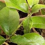 Bougainvillea glabra Лист