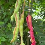 Capparis flexuosa Fruit