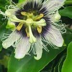 Passiflora edulis ফুল