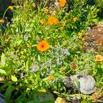 Calendula officinalisBlomma