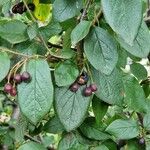 Cotoneaster acutifolius Foglia