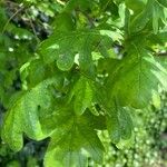 Quercus × rosacea Blad