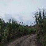 Typha domingensis Blad