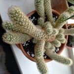 Mammillaria elongata Ліст