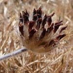 Trifolium barbigerum Фрукт