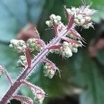 Heuchera micrantha फूल