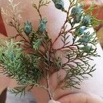 Thuja occidentalisFruit