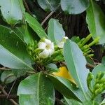 Fagraea berteroana Λουλούδι