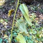 Senecio triangularis Foglia