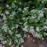 Ageratina jucunda 花