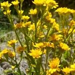 Senecio fistulosus Flower