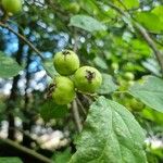 Malus sylvestrisFruit