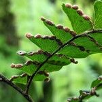 Adiantum tetraphyllum Fruit