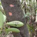 Balanops sparsifolia Kôra