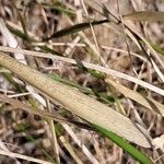 Oloptum miliaceum Leaf